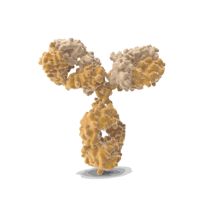 gentaur antibody